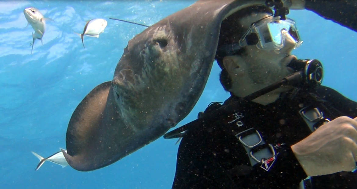 stingray-hat.jpg